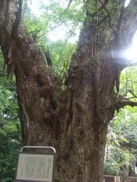 神社 013.JPG