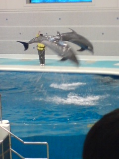 イルカショー♪