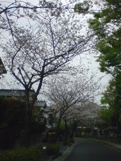 桜、大分綺麗に咲いてました.jpg