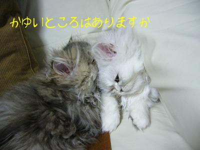 リン＆クロ