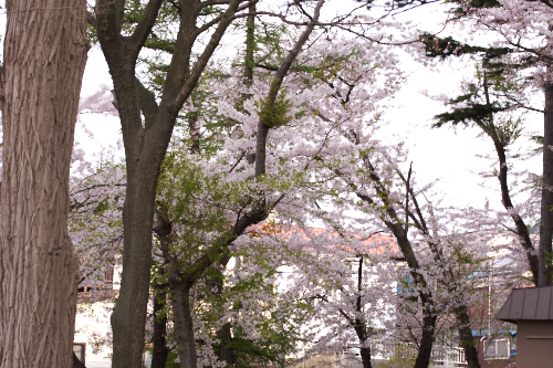 近所の桜なんですよぉ～