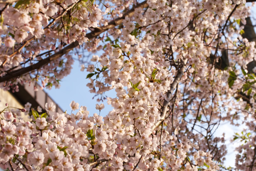 夕日を浴びてる・・桜