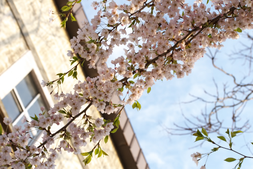 もう一枚・・夕日を浴びてる桜だぁよぉ～