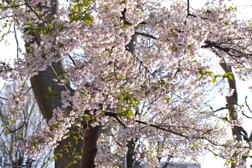 もうそろそろ・・葉桜になるのかなぁ～