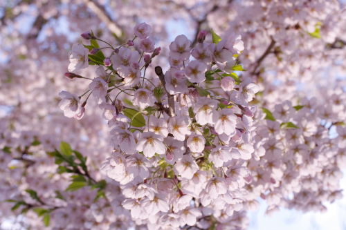 お花見・・ありがとうございました(^○^)