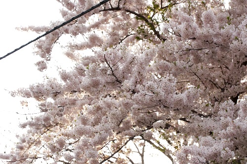 ブログで・・お花見しましょう～♪