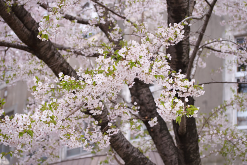 桜の写真・・マダマダ続くよぉ～(^_^;)