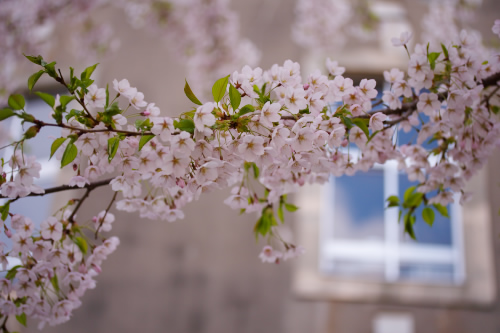 少しは・・花見　気分に・・なれてますか？？