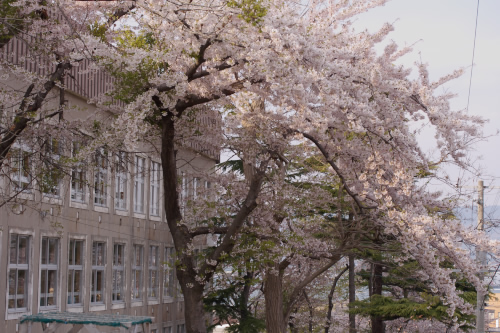 小学校と・・桜