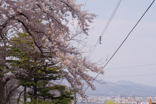 港と・・桜