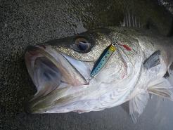 力トゥの釣り手帳