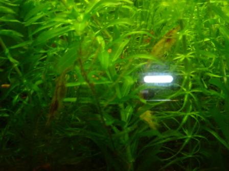 第1のエビちゃん