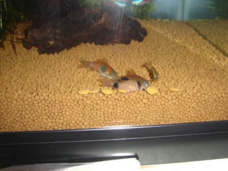 6－3コリドラス