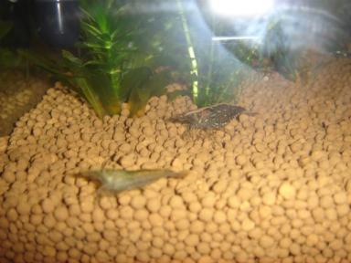 6－3ミナミエビママ