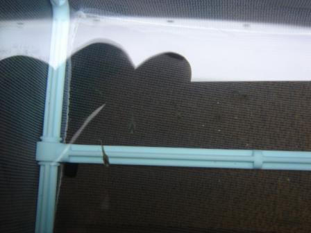 グッピーの稚魚６－２