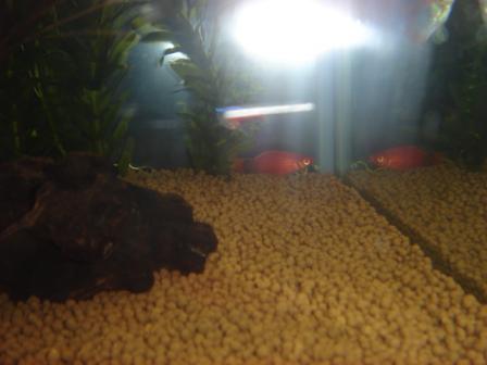 赤プラティさん