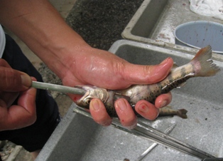 さとちゃん 027.JPG