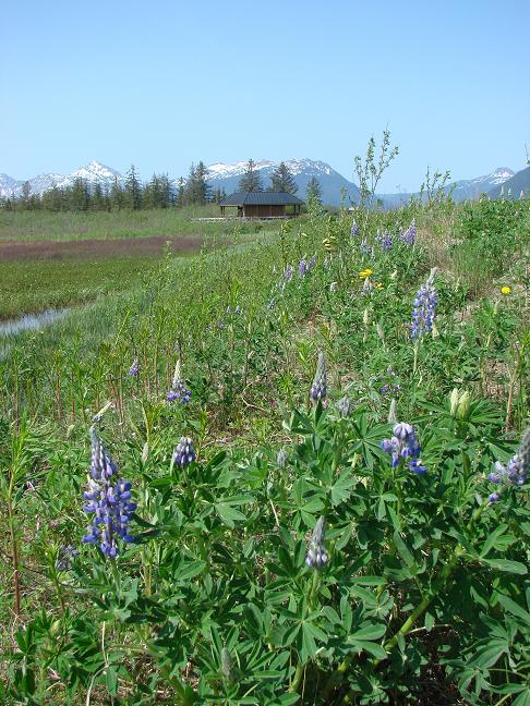 Lupine at highway