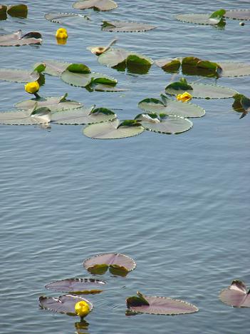 Yellow Pond Lilies