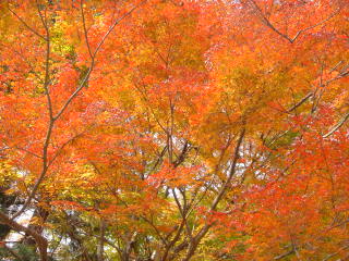 kouyou1
