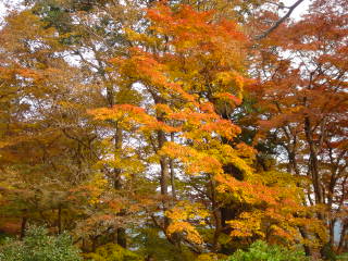kouyou3