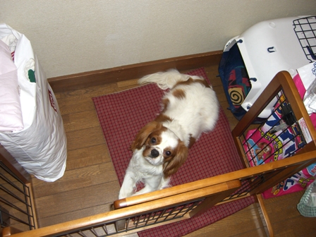 200703ワンワン (73).JPG