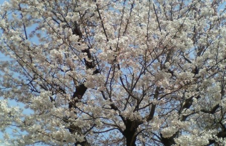 桜2