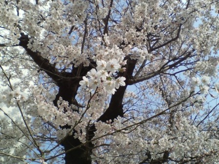 桜3