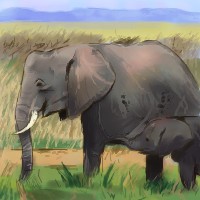 ゾウ