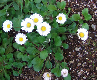 イングリッシュデイジー