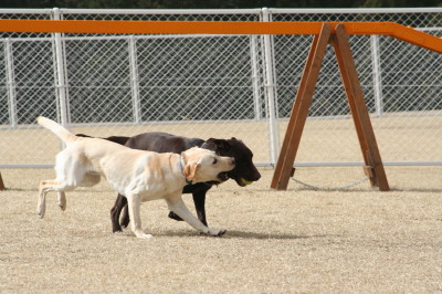 ラブラドール　ムサシ3歳＆ゾフィー11ヶ月