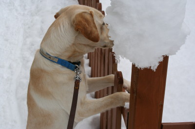 ラブラドールのゾフィー8ヶ月