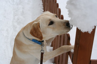 ラブラドールのゾフィー8ヶ月