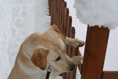 ラブラドールのゾフィー8ヶ月