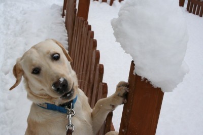 ラブラドールのゾフィー8ヶ月