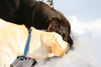 ラブラドールのムサシとゾフィー