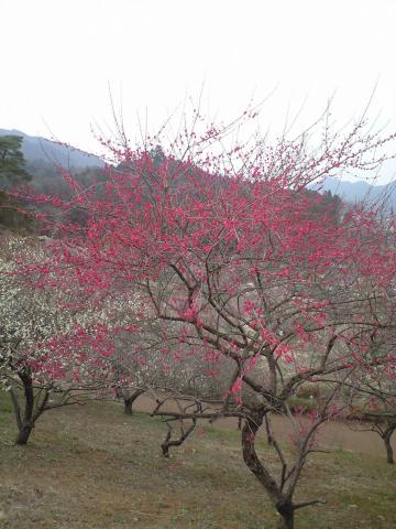 梅郷・なんかヘンな枝ぶり.JPG