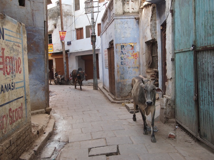 cows-Varanasi