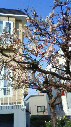 200904桜.jpg