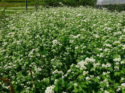 そばの花