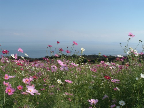 花さじき