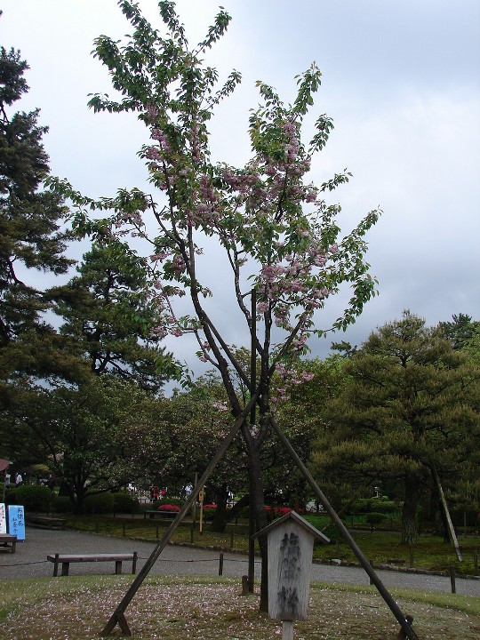 塩釜桜