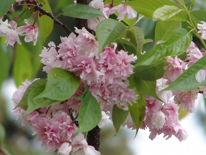 塩釜桜拡大