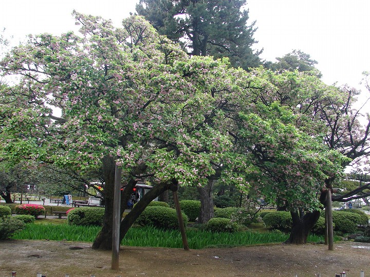 兼六園菊桜