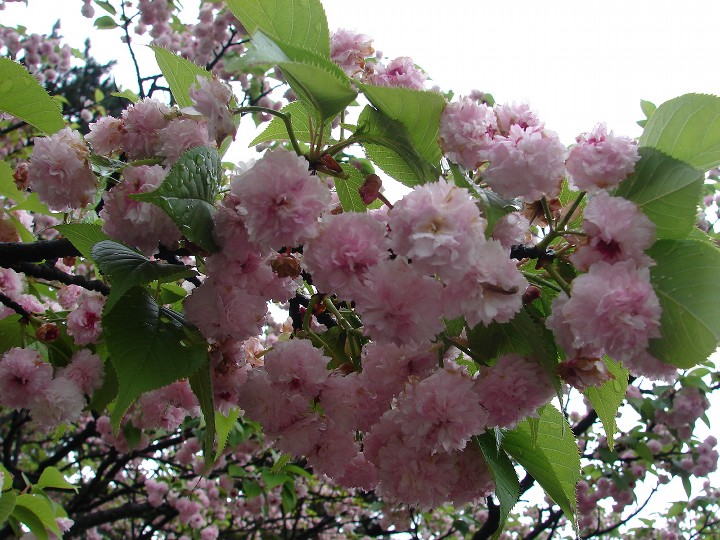 兼六園菊桜1