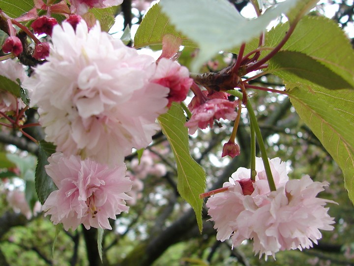 福桜拡大