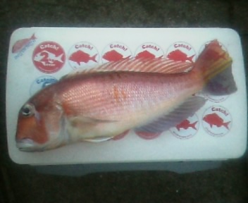 ２００５１２アマダイ