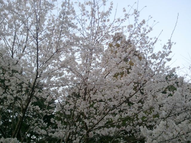 桜2011-02