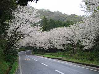 桜のトンネルその１