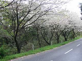 桜のトンネルその２